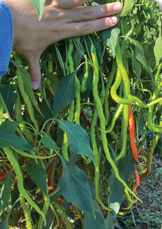 Nilsu F1 Kıl Tatlı Biber 